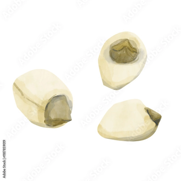 Fototapeta Watercolor Lotus Seeds Three Pieces, Vivid Textured Illustration for Print, Web and Textile