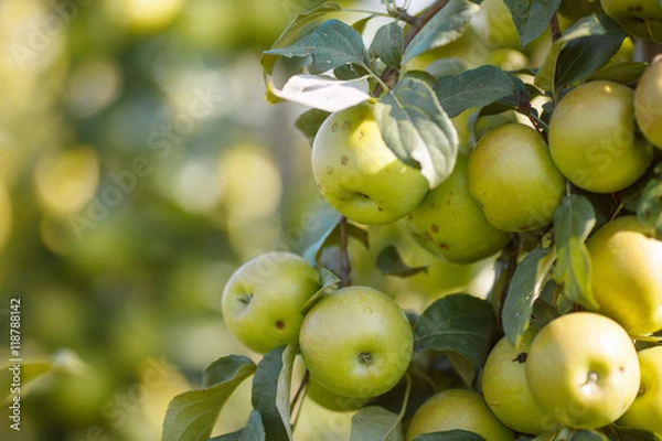 Fototapeta Green apples in a garden