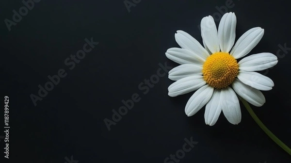 Obraz A daisy on a black background