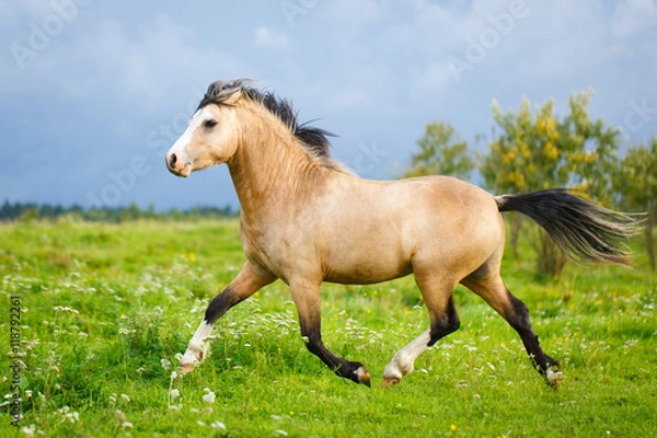 Obraz welsh pony