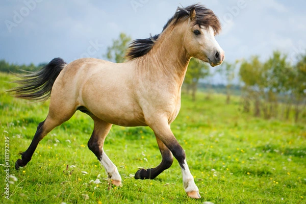 Obraz welsh pony