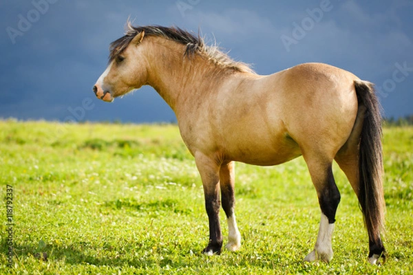 Obraz welsh pony
