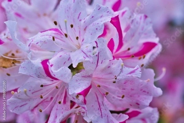 Fototapeta ピンクのツツジのクローズアップ