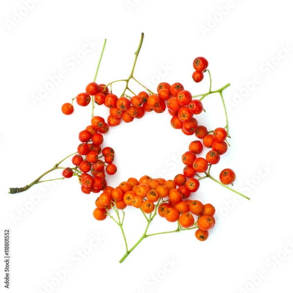 Obraz Isolated frame of juicy rowanberries on a white background