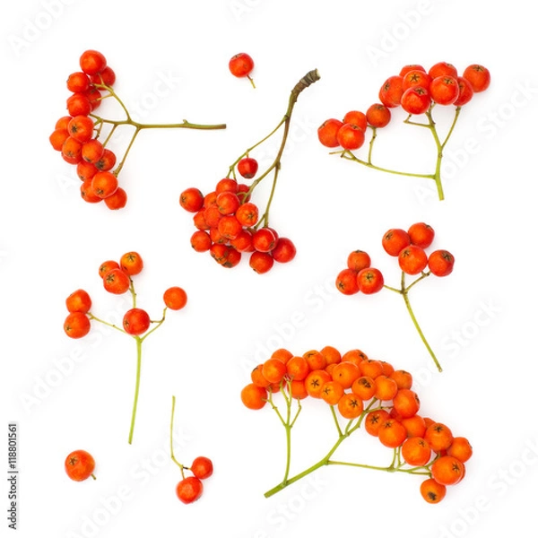 Obraz Isolated juicy rowanberries on a white background