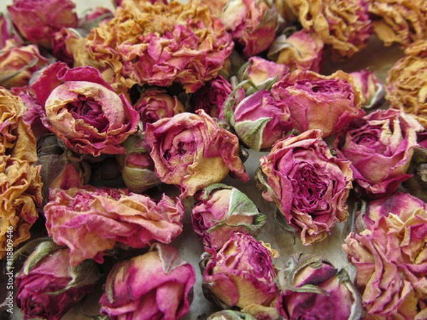 Fototapeta Close-up of dry rosebuds