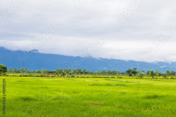 Fototapeta Green field and sky with white clouds.
