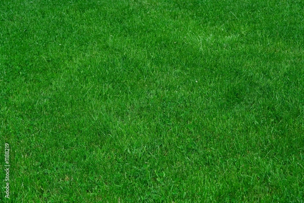 Obraz green grass