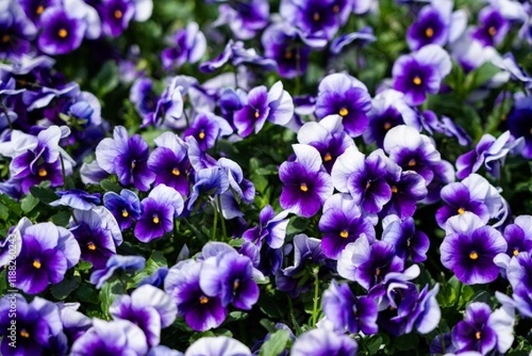 Fototapeta 알록달록 활짝 핀 꽃