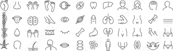 Obraz ベクターでモノクロの解剖学に関する線画アイコンセット