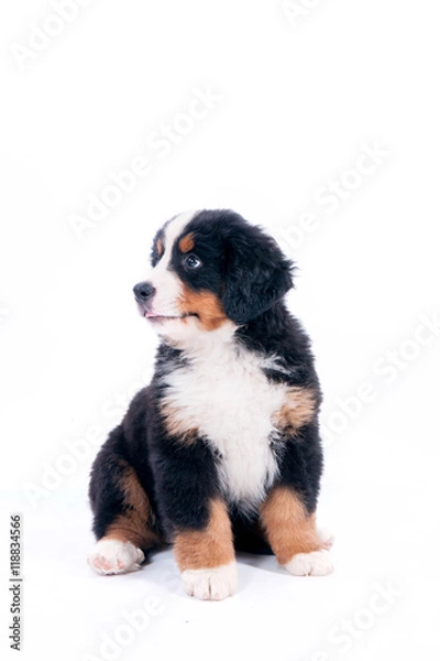 Obraz chiot bouvier bernois