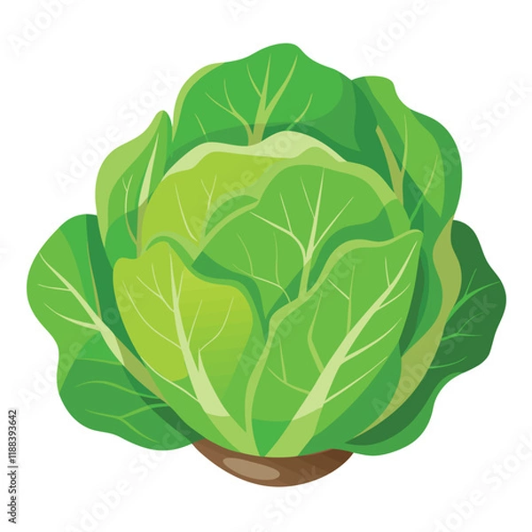 Fototapeta cabbage isolated on white background