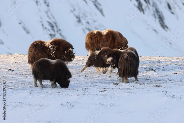 Fototapeta Wild Musk Ox in winter, mountains in Norway, Dovrefjell national park