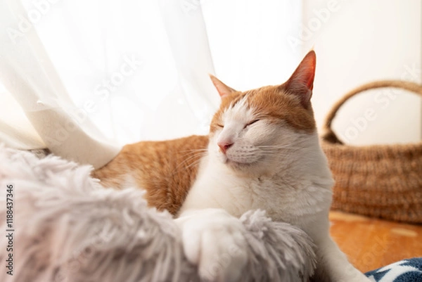 Fototapeta 窓辺でくつろぐ可愛い猫　茶トラ白