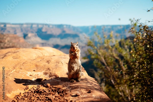 Fototapeta Squirrel