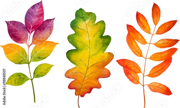 Obraz Autumn watercolor leaves. Fall illustrations.