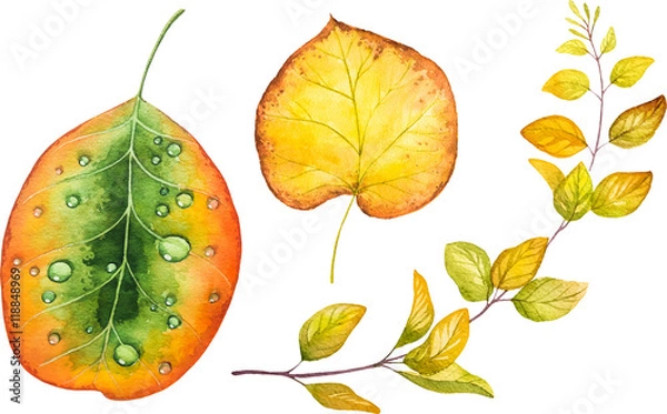 Obraz Autumn watercolor leaves. Fall illustrations.
