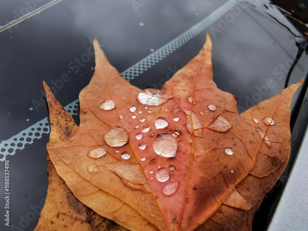 Fototapeta Close-Up of an Autumn Leaf with Water Droplets Resting on a Car Windshield