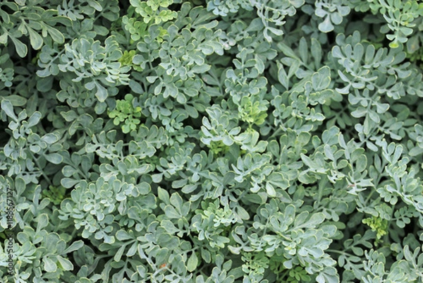 Fototapeta Herb rue leaves in close up