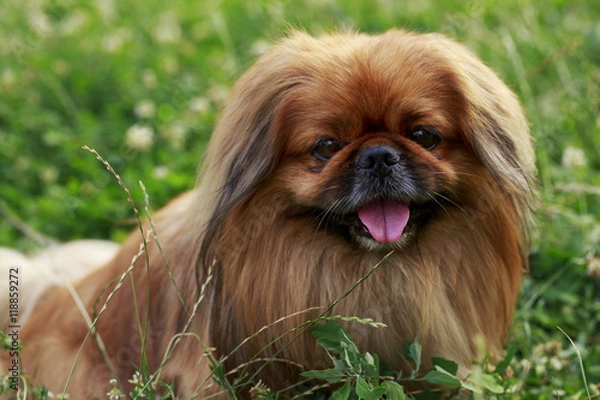 Obraz dog breed Pekingese