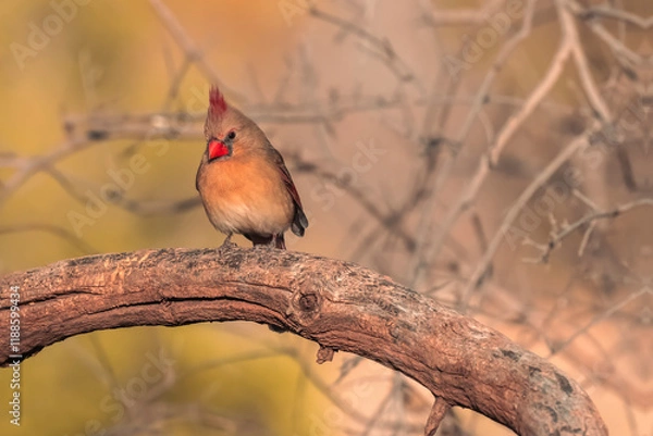 Obraz cardinal on a branch