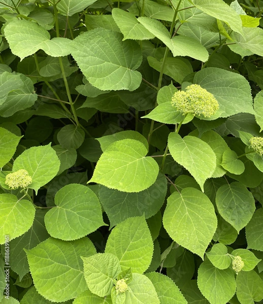 Fototapeta Background with hydrangea arborescens. Flowering plant