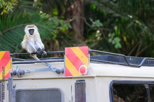 Obraz Vervet monkey deep in thought 