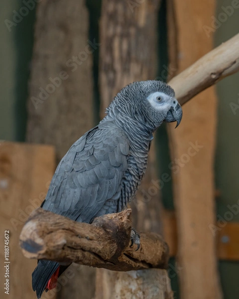 Obraz African Grey Parrot