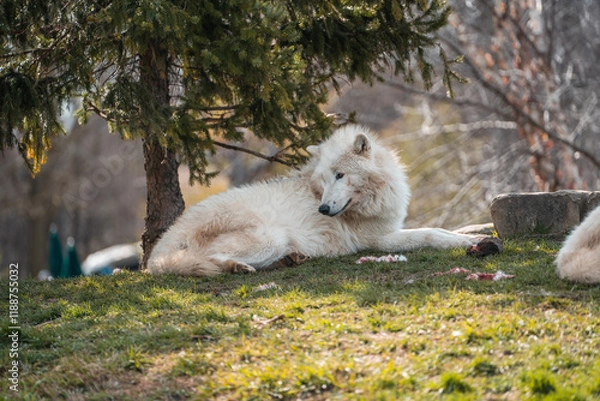 Obraz Wolf in the woods