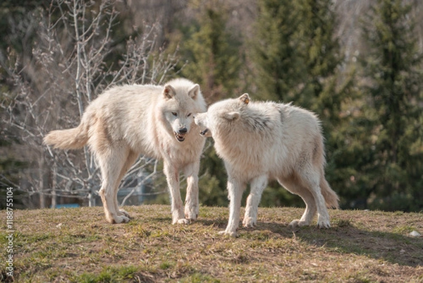 Obraz Wolves in the woods