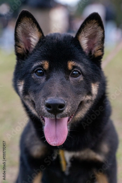 Fototapeta A lively black Shiba Inu is seen playing on a vibrant green lawn, radiating energy and joy. Its sleek black coat, curled tail, and expressive eyes capture the breed's unique charm and spirited 