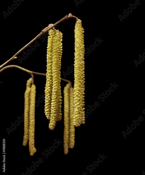 Fototapeta spring is coming; hazelnut twig with early spring blossom