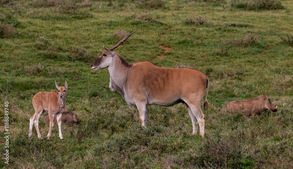 Obraz Eland cow and calf with warthogs running pas the background