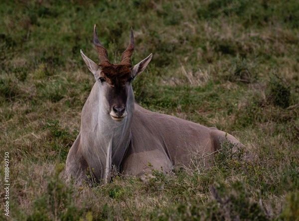 Obraz Big eland bull laying in the veld