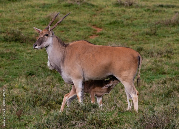 Obraz Eland cow with suckling calf