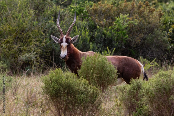 Obraz Portrait of a bontebok bull in lush bush