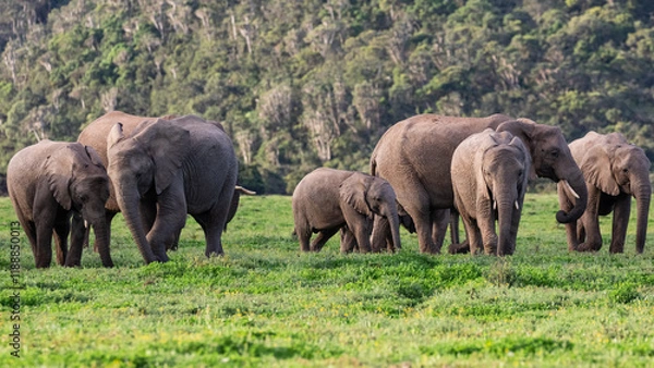Obraz A herd of elephants feeding in lush green vegetation
