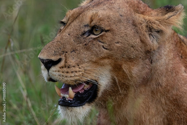 Obraz Portrait of a young male lion looking to the left