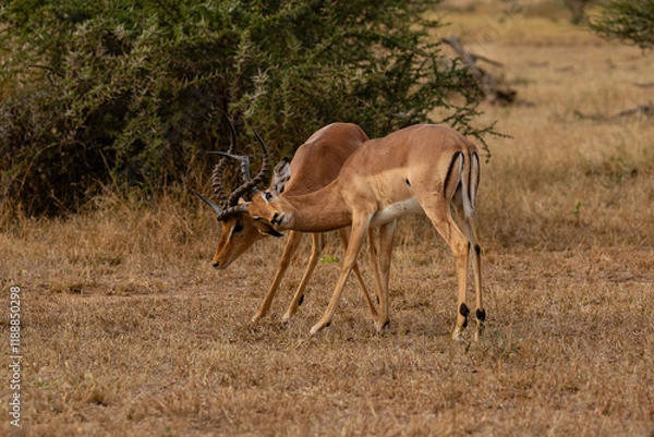 Obraz Two  impala rams fighting with their horns tangled