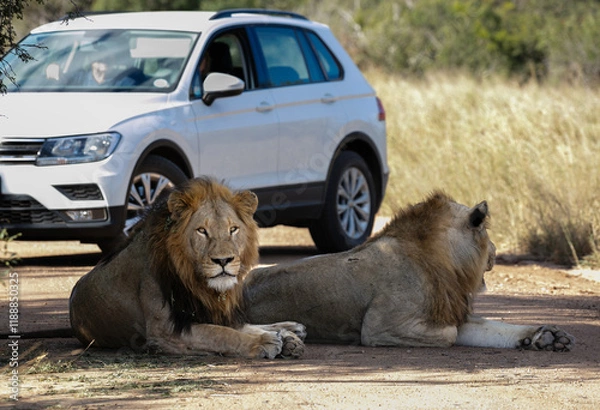 Obraz Two lions in the shade on a road in Kruger national park