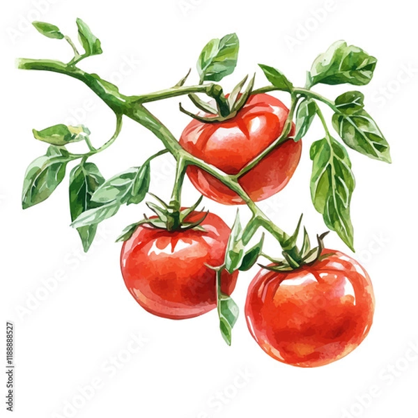 Fototapeta A watercolor vector painting of a tomato vine, isolated on a white background. Tomato vine vector.

