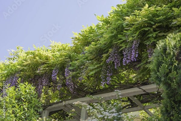 Obraz Wisteria Flowers