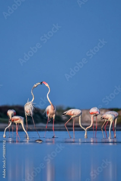 Obraz Flamingos 
