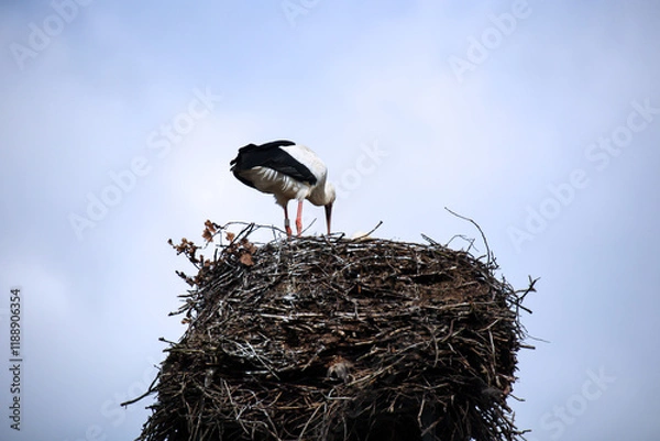 Obraz Ein Storch im Nest beim füttern des Nachwuchs. 