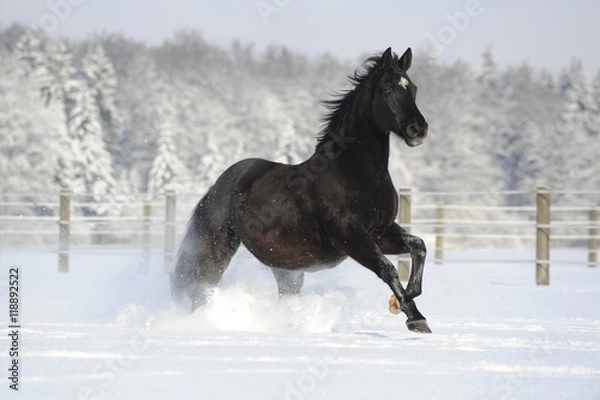 Obraz Galoppierendes Pferd im Schnee