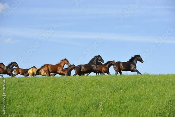 Obraz Pferde galoppieren über Weide