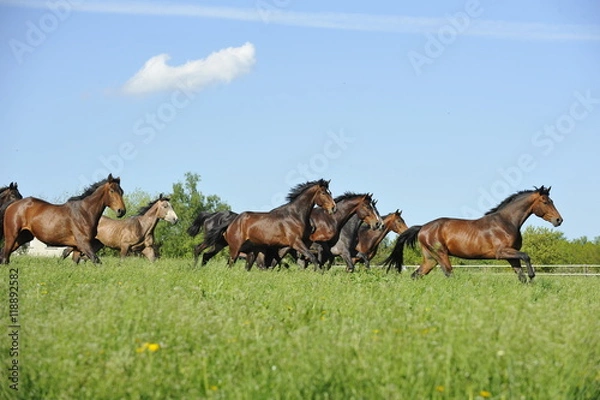Obraz Pferde galoppieren über Weide