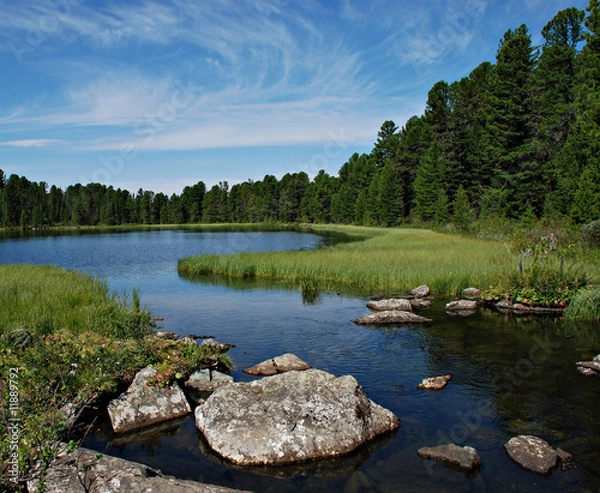 Fototapeta Forest river