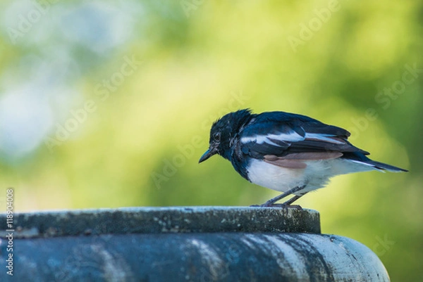 Fototapeta Bird Magpies are on the edge of the tub