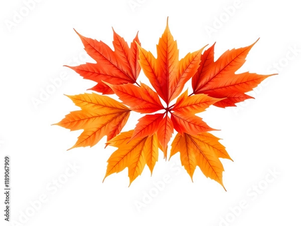 Obraz autumn leaves isolated on transparent background 